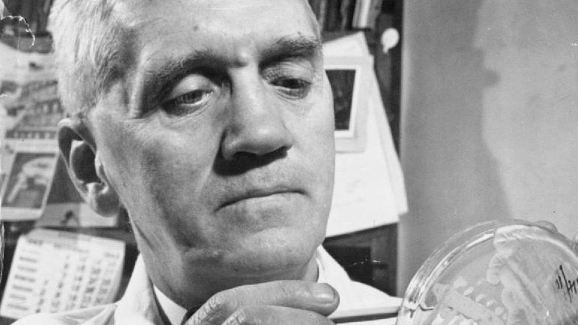 Penicillin Past, Present and Future- the Development and Production of Penicillin, England, 1944
A close up portrait of Professor Alexander Fleming at work in his laboratory at St Mary's Hospital, London.  Fourteen years after his discovery of penicillin,