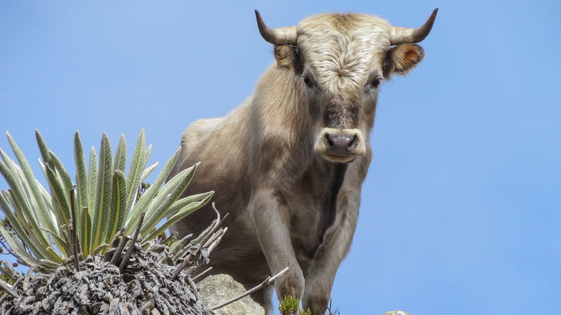 Feral Charolais bull at 4600 meters above sea level, in Sierra Nevada de Mérida, Venezuela.