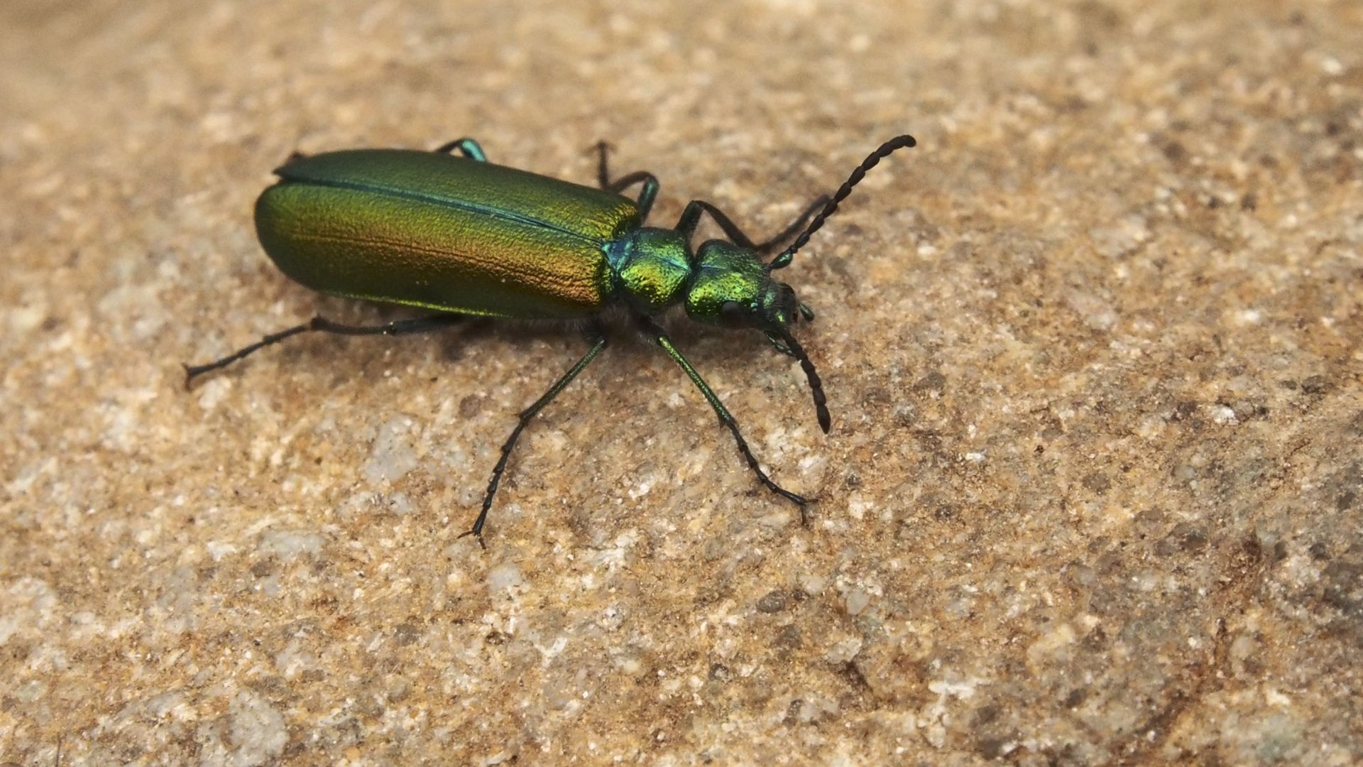Lytta vesicatoria.  Losar de la Vera (Cáceres, España).