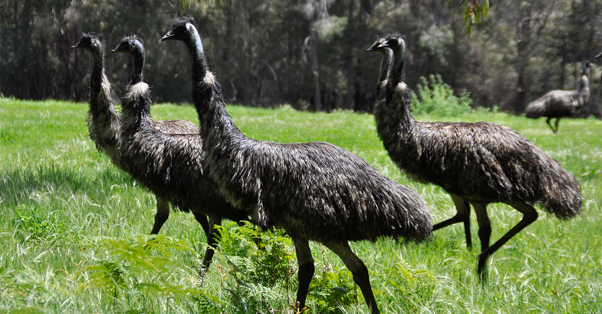 Man Vs Bird: The Great Emu War Of 1932