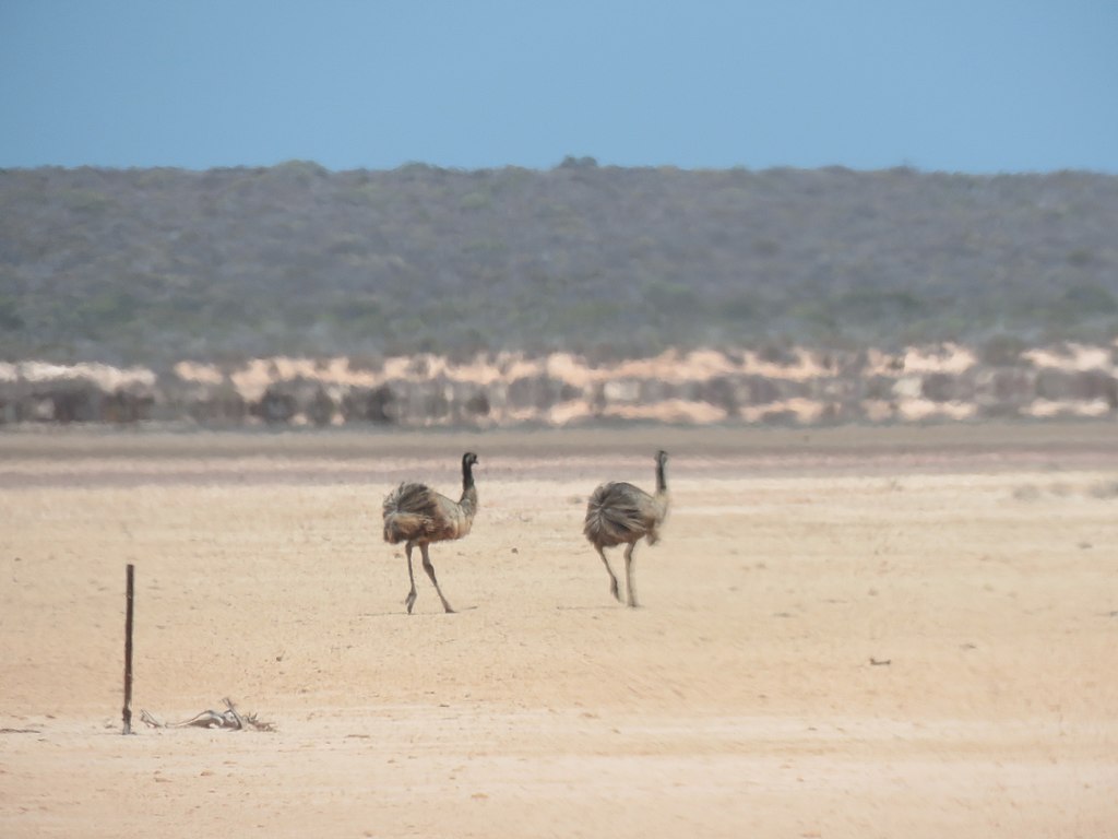 Emus in the distance (Dromaius Novaehollandiae )