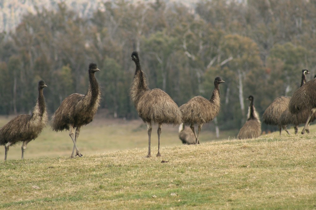 Group of emus