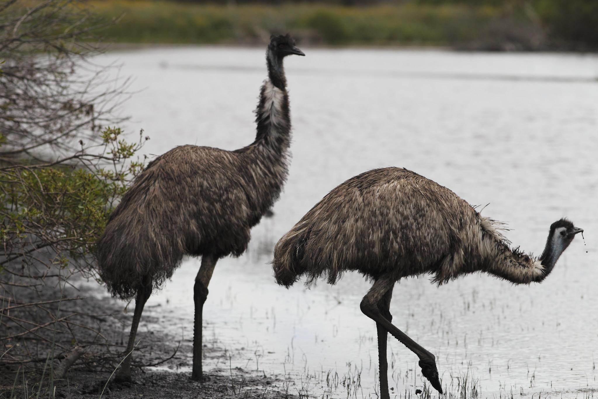 Emus drinking water