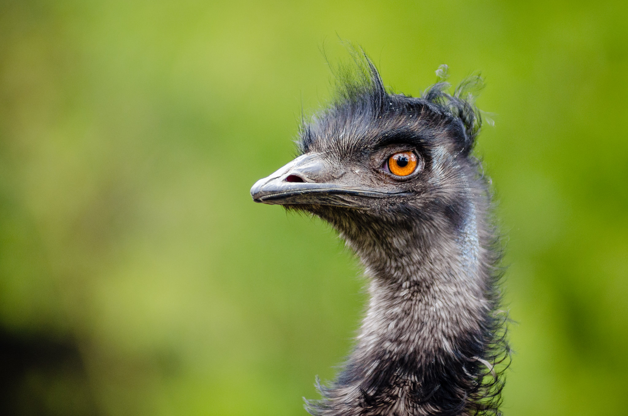 Emu (Dromaius novaehollandiae)