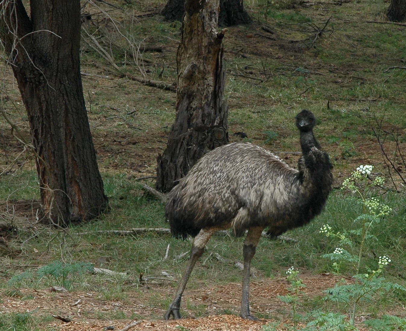 Emu (Dromaius novaehollandiae) in the forest