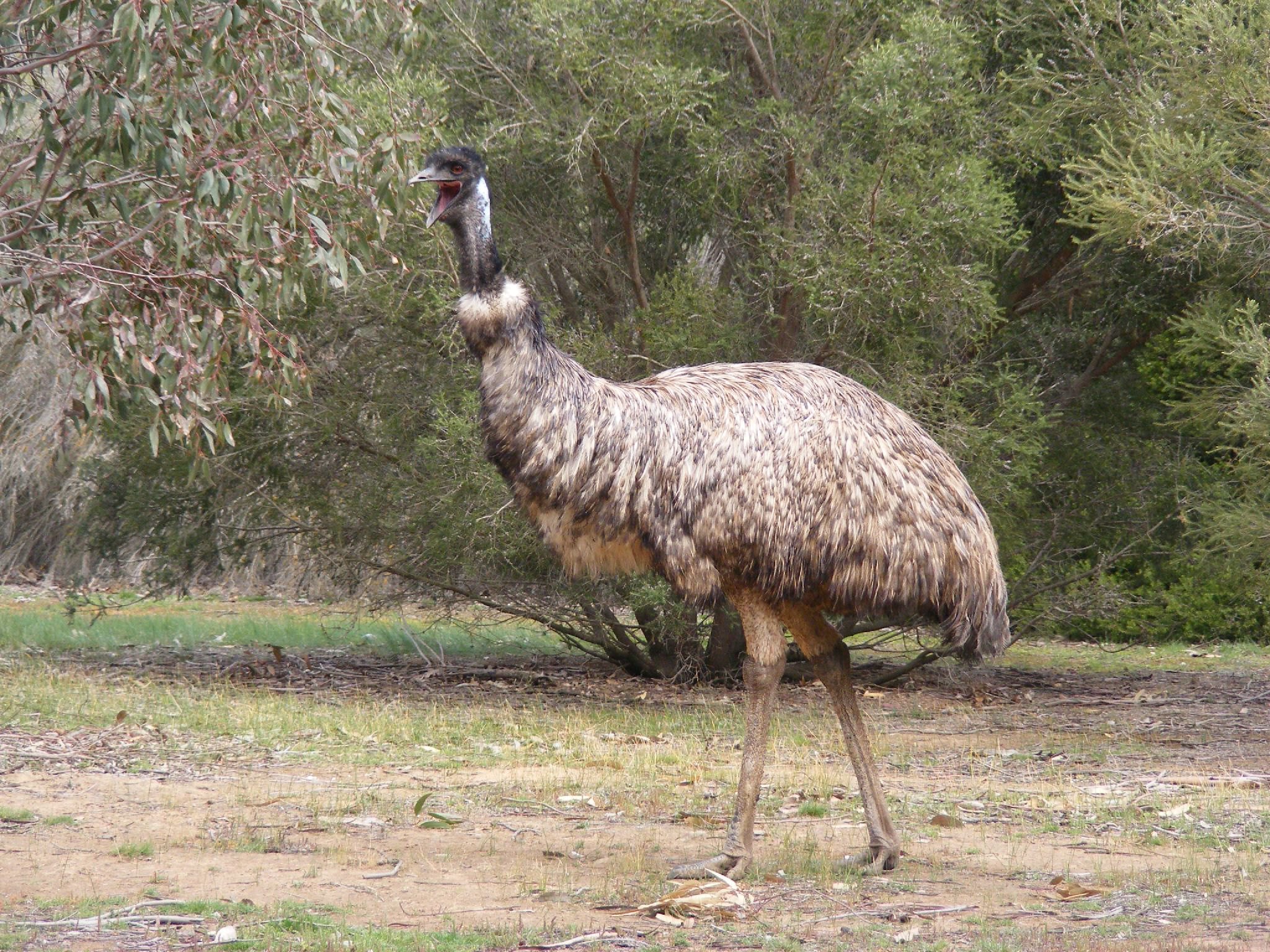 Emu in the wild