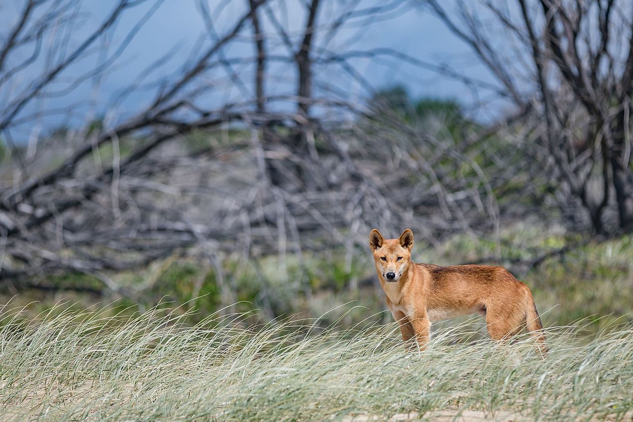 Dingo Of Fraser Island
