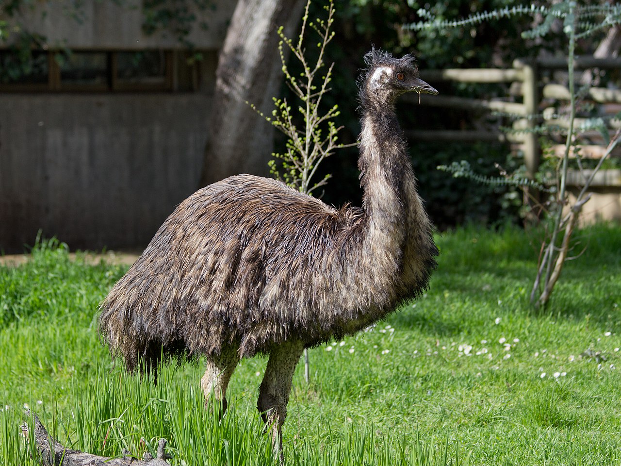 Emu (Dromaius novaehollandiae)