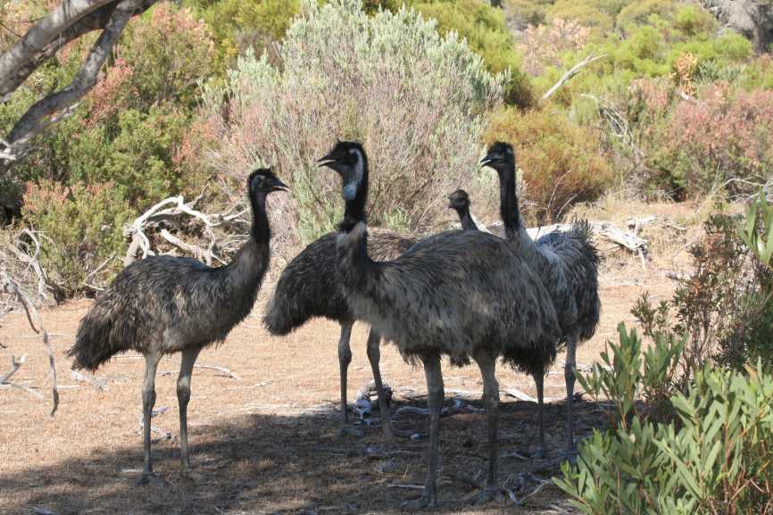 Group of Emus