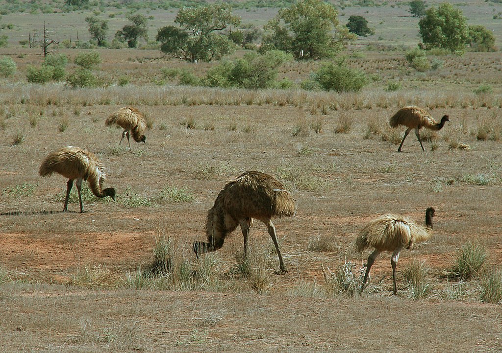 Emus searching for food