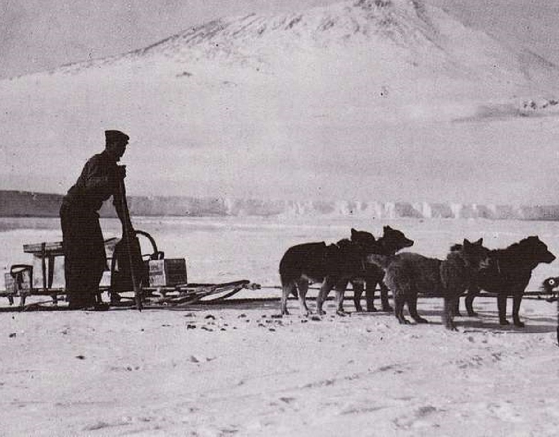 Some of the Terra Nova Expedition's sled dogs attached to a sled. - 1910/13