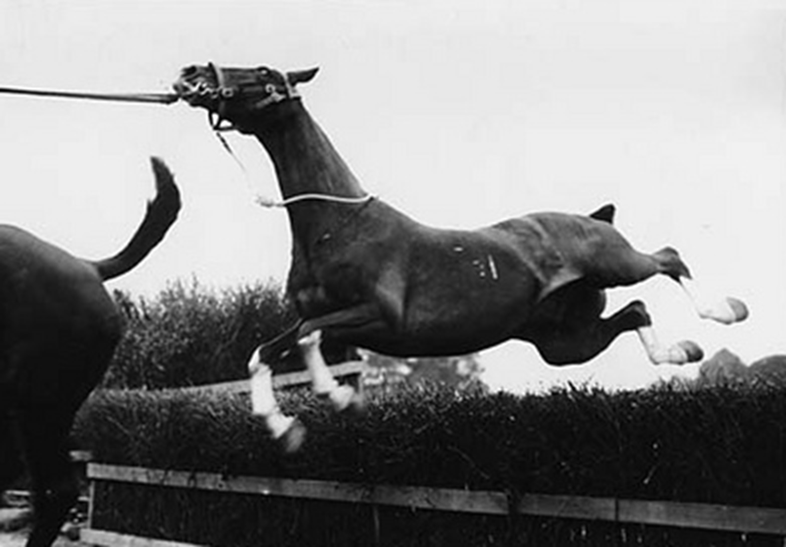 Led horse lagging behind