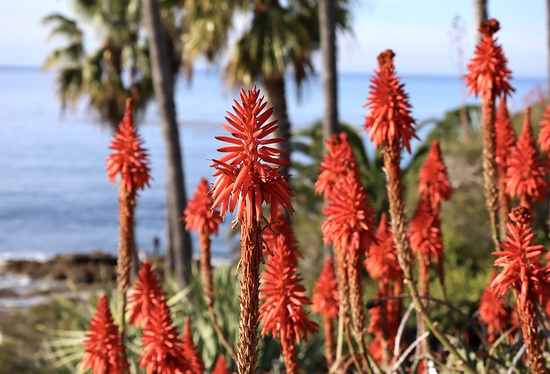 Red Hot Pokers - January flowers