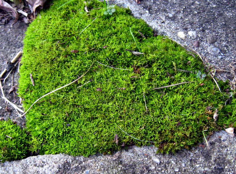 Moss
