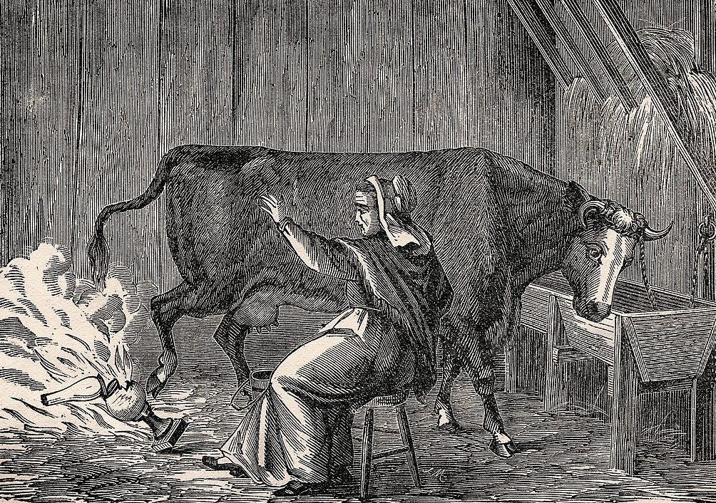 illustration from Harper's 1871 depicting Mrs O'Leary with her cow.