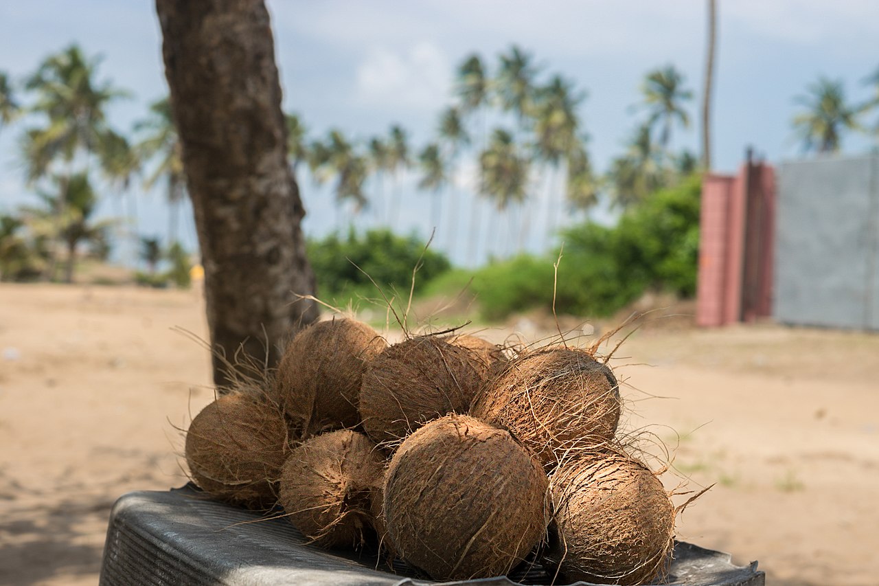 Coconuts
