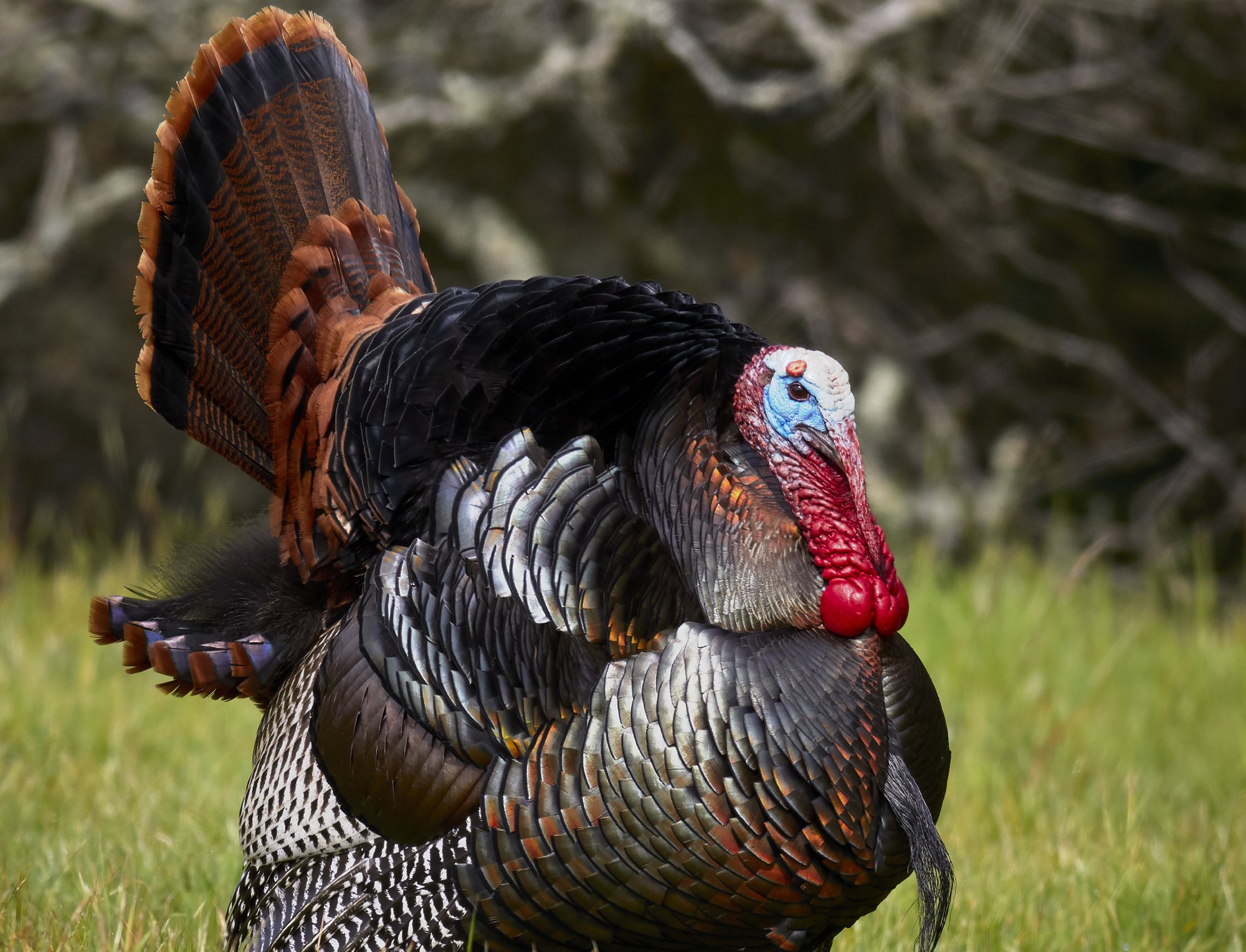 Male Wild Turkey