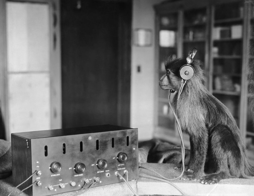 Jock the monkey listens in on the Scopes trial