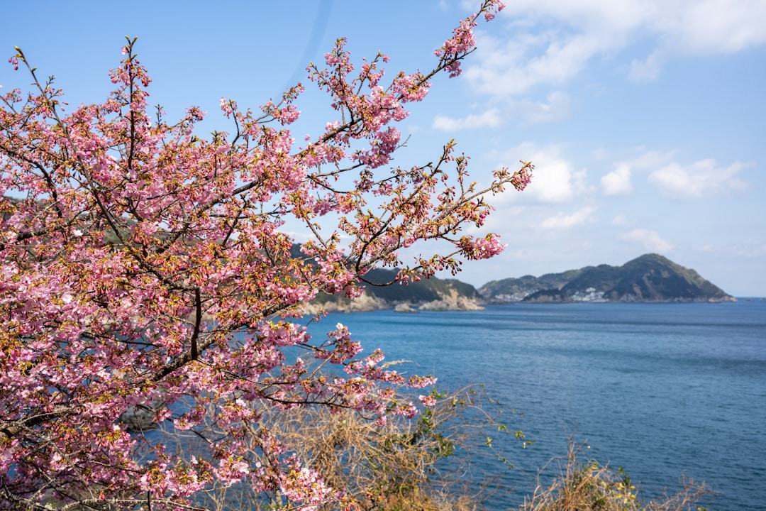 a pink flowered tree next to a body of water
