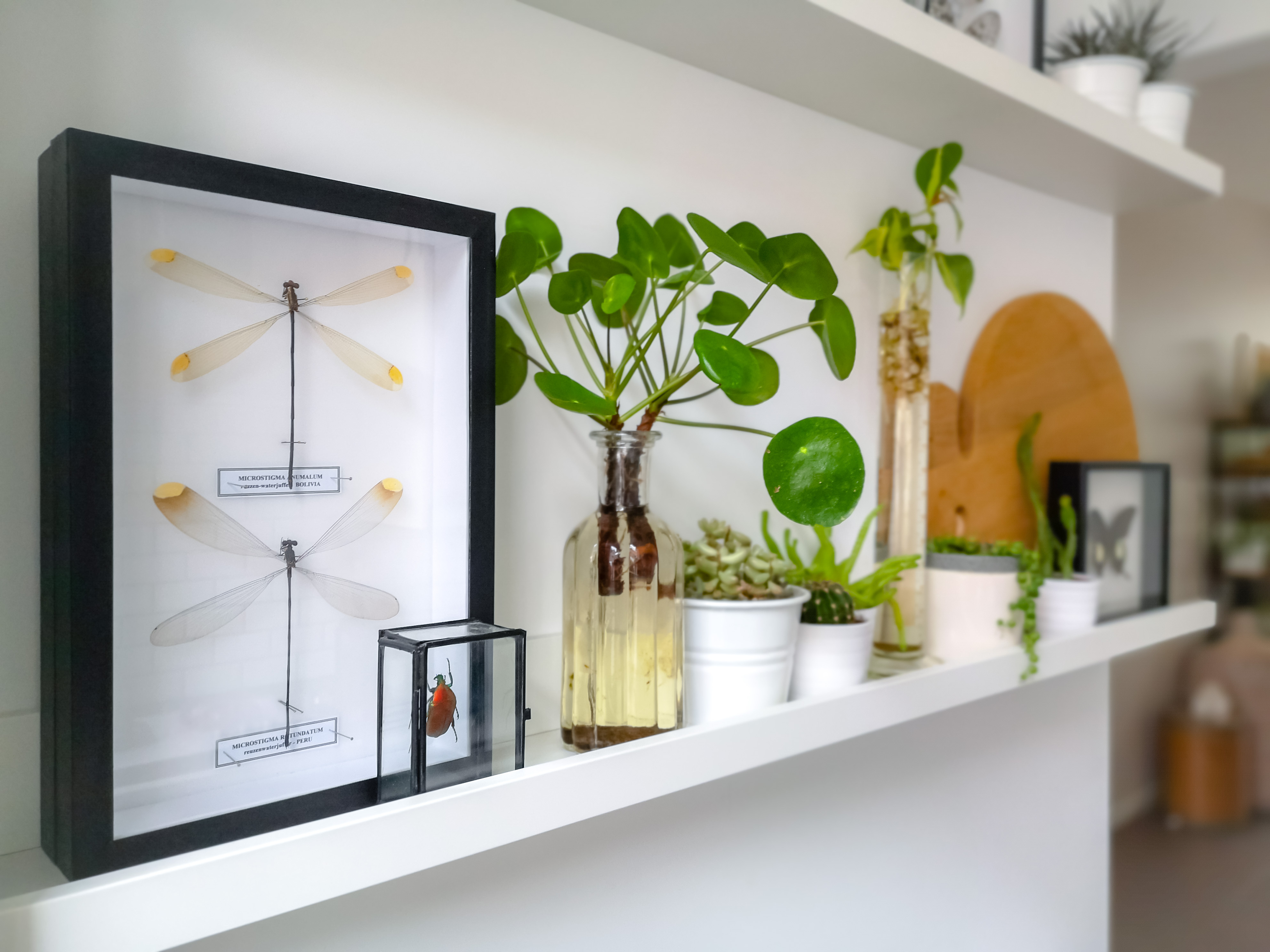 White Floating Shelves
