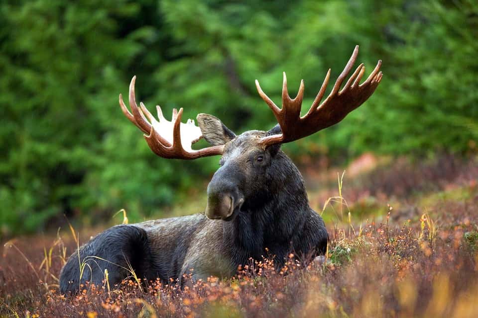 moose-70254_960_720