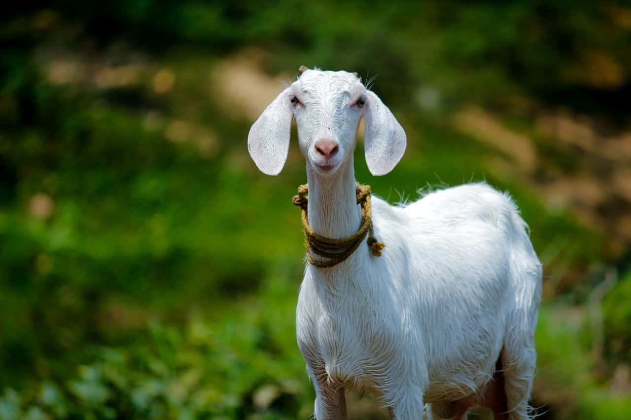 selective-focus-photography-of-goat-1011630