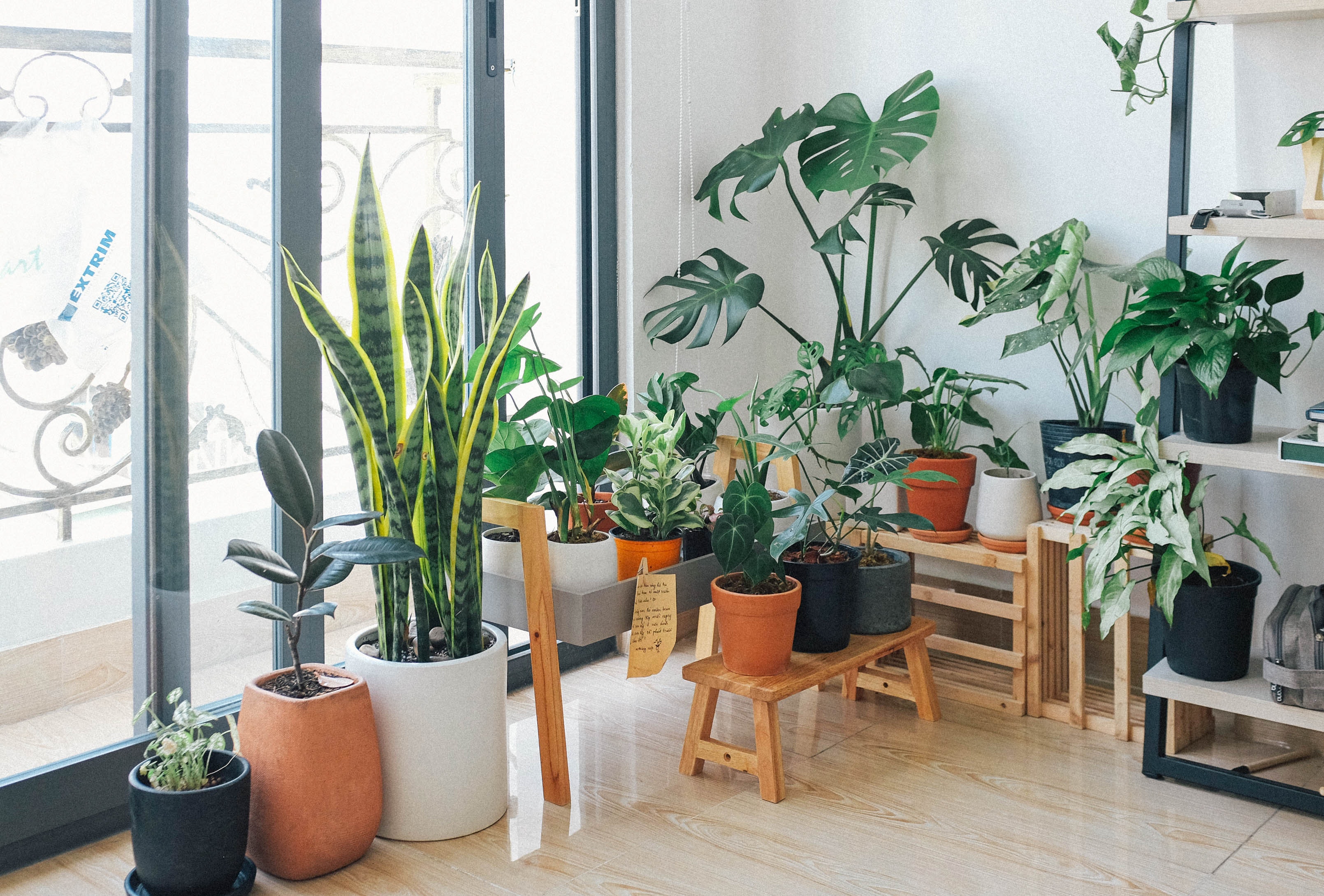 Houseplants displayed by window