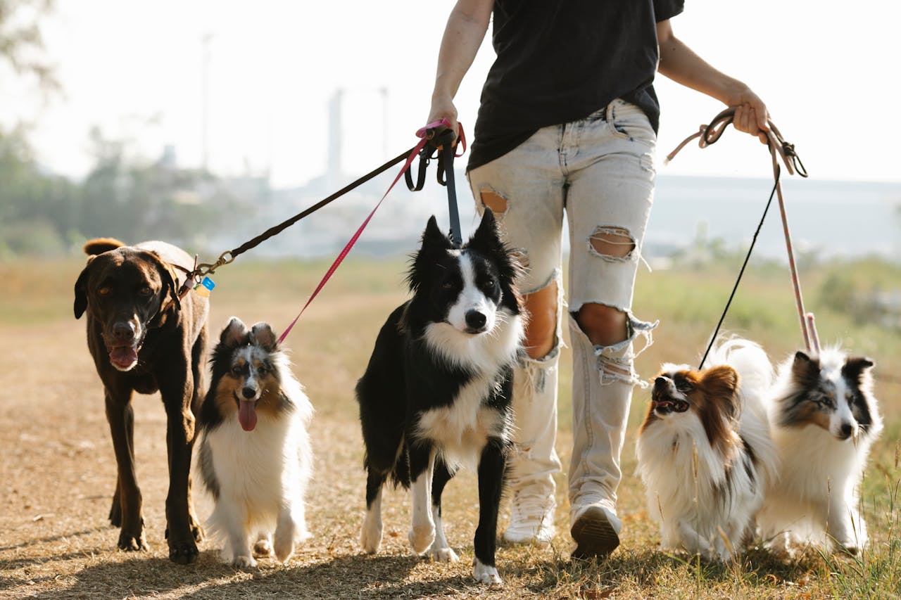 Woman walking dogs on leashes