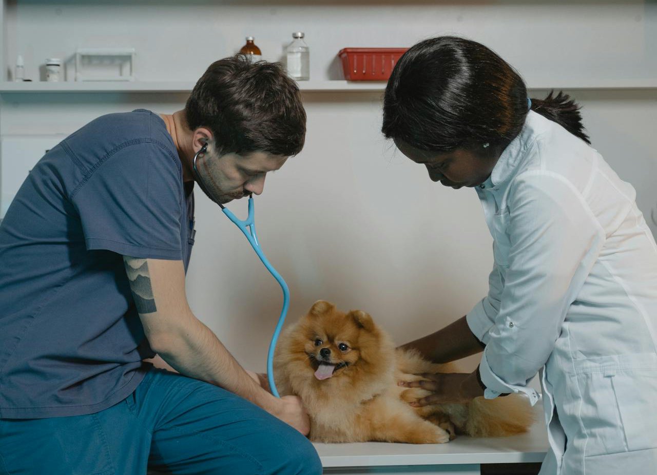 A pomeranian getting a veterinarian check up