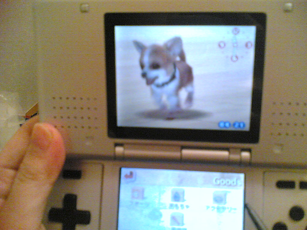 person playing Nintendog