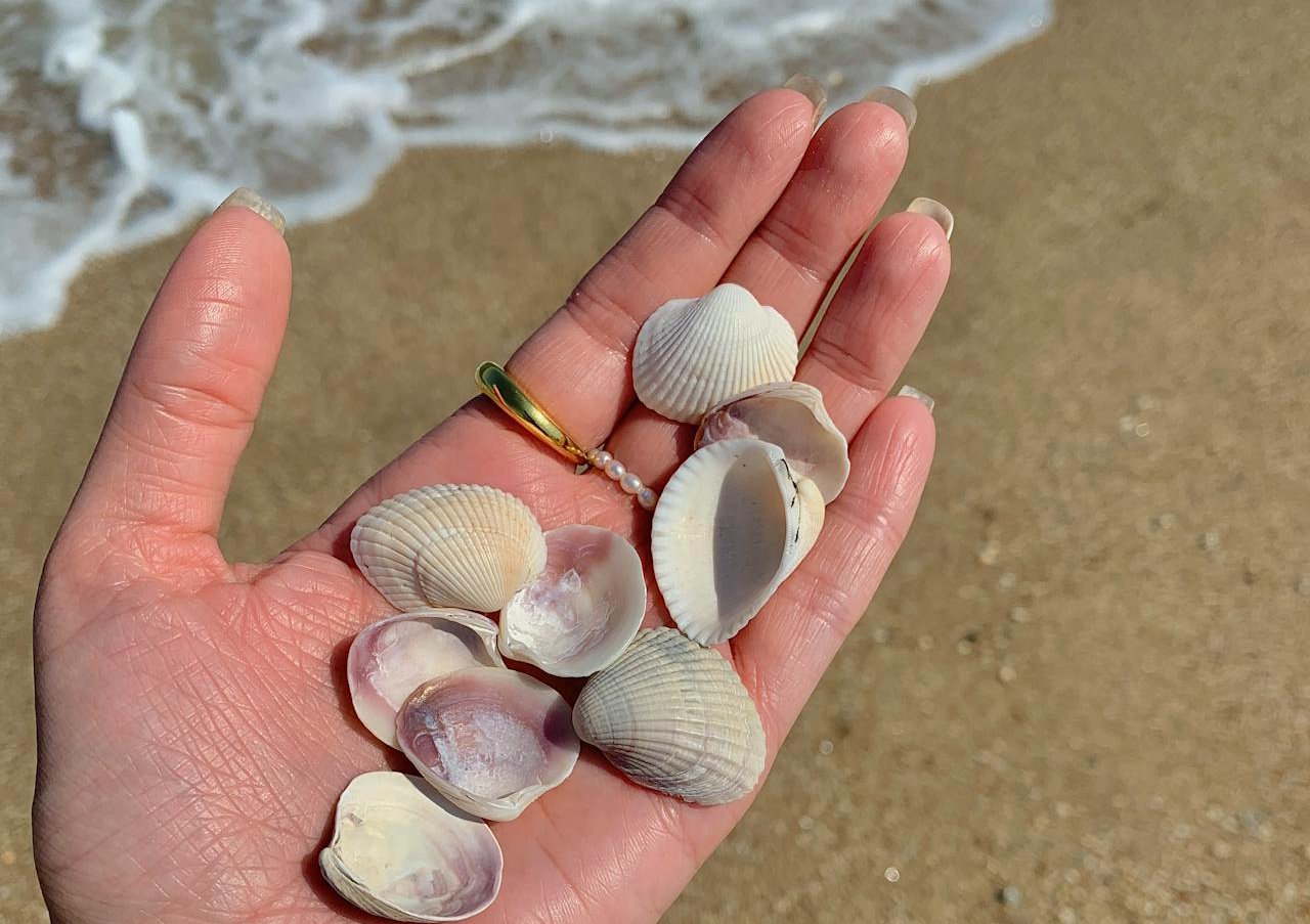Collecting sea shells