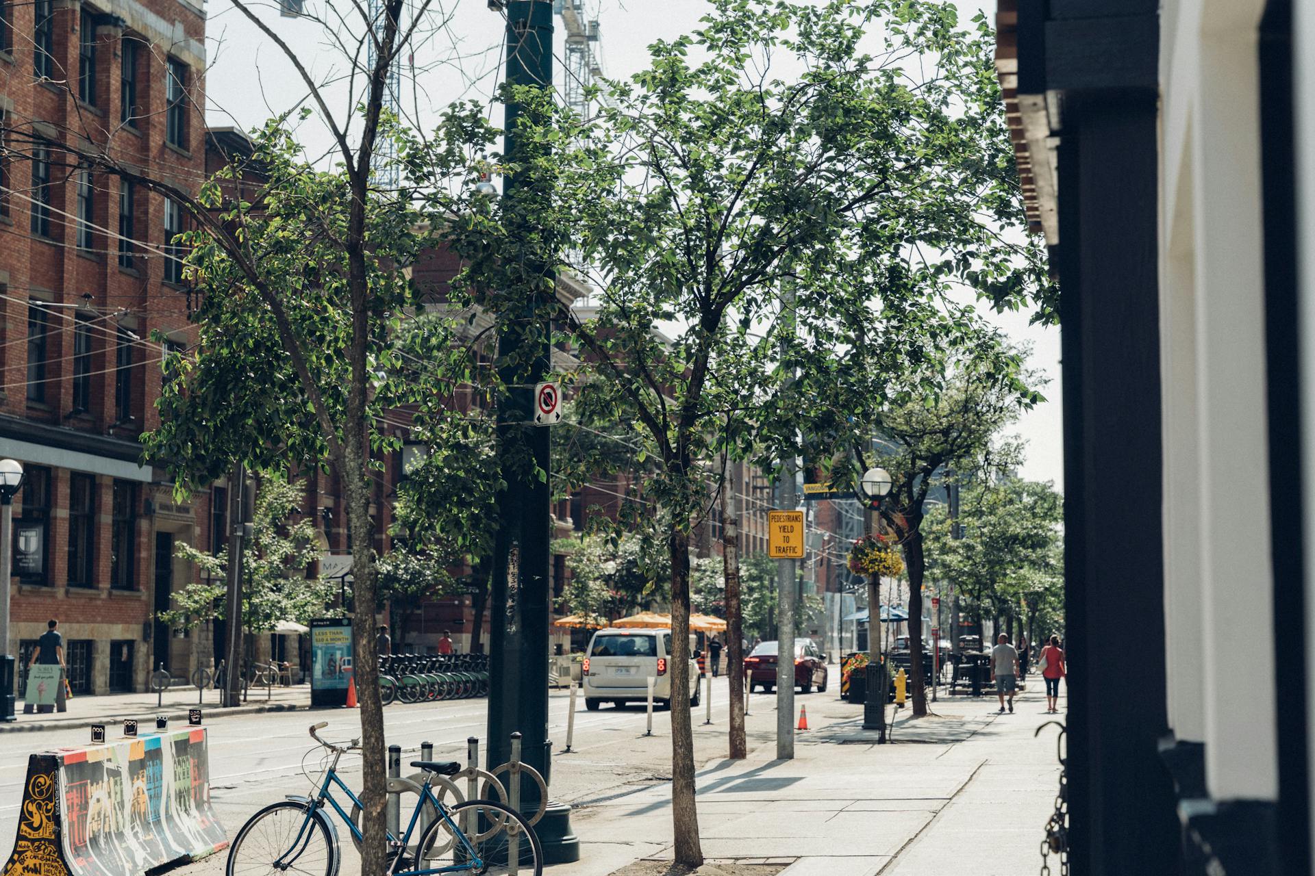 Green Trees on Sidewalk Near City Buildings