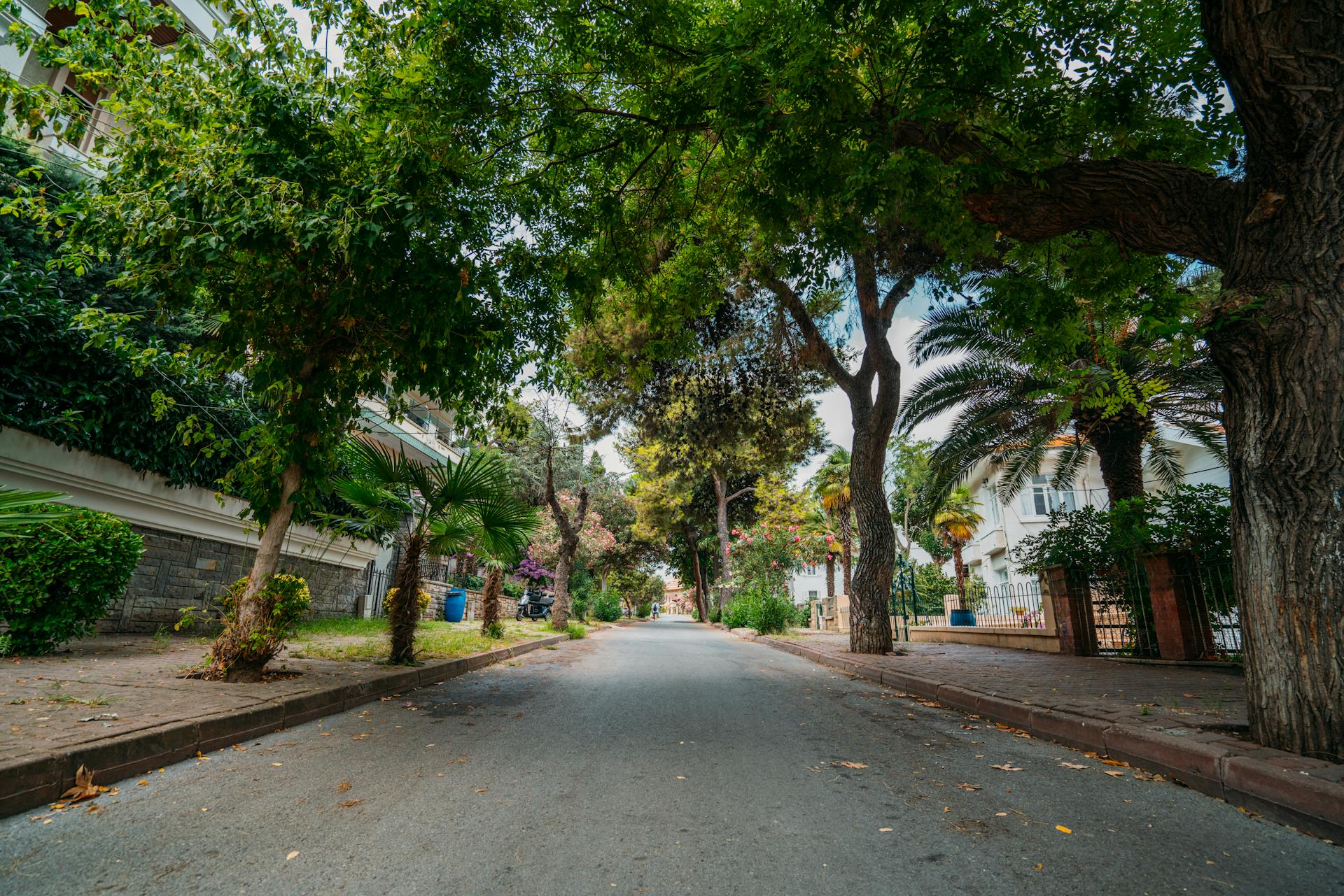 Street between Trees in City