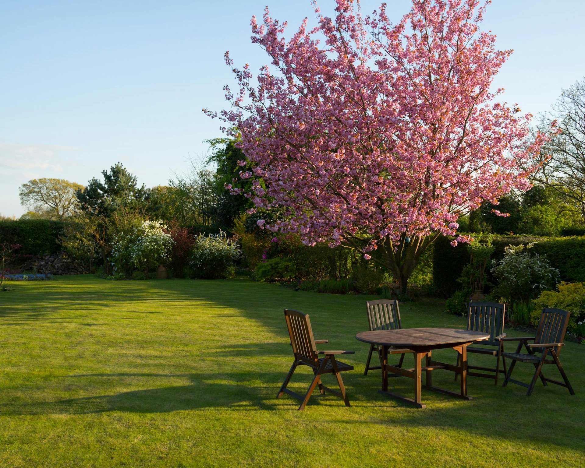 Beautiful garden with pink tree