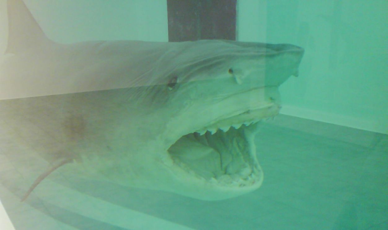 Steve Cohen—Preserved Shark For $12 Million