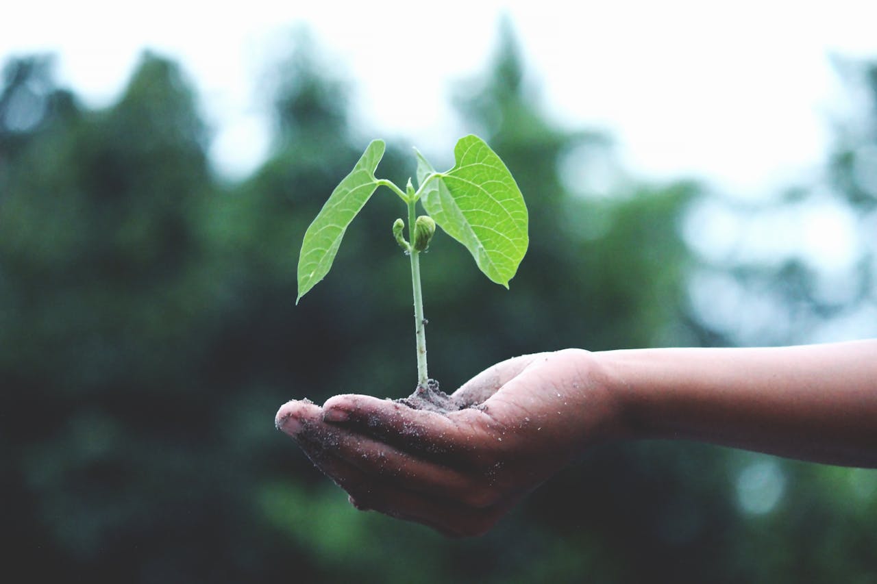 Person Holding A Green Plant in his Hand