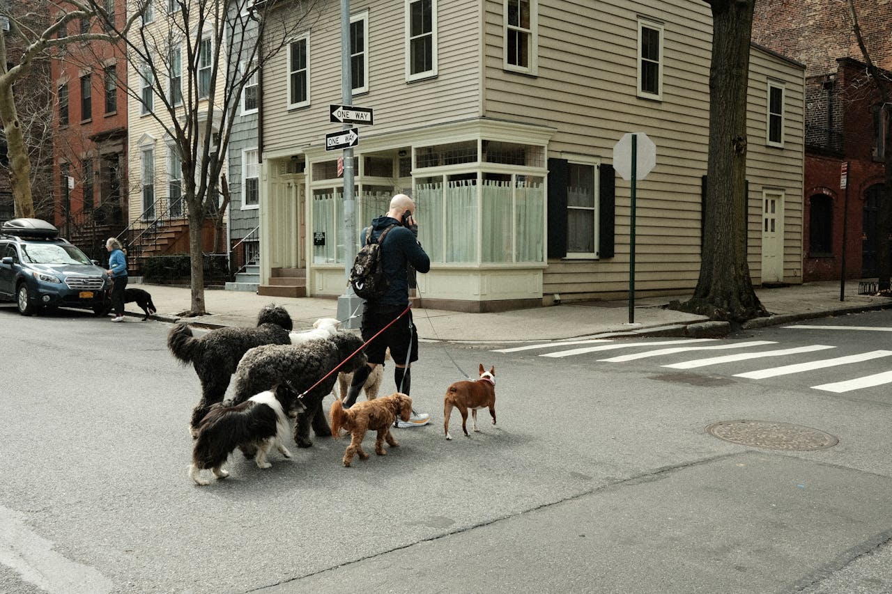 Man Crossing Street with Dogs