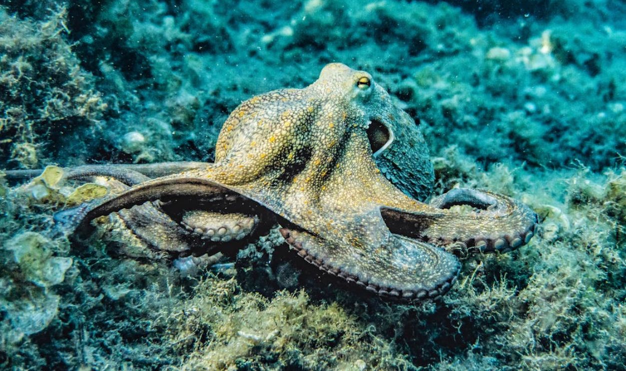 Octopus