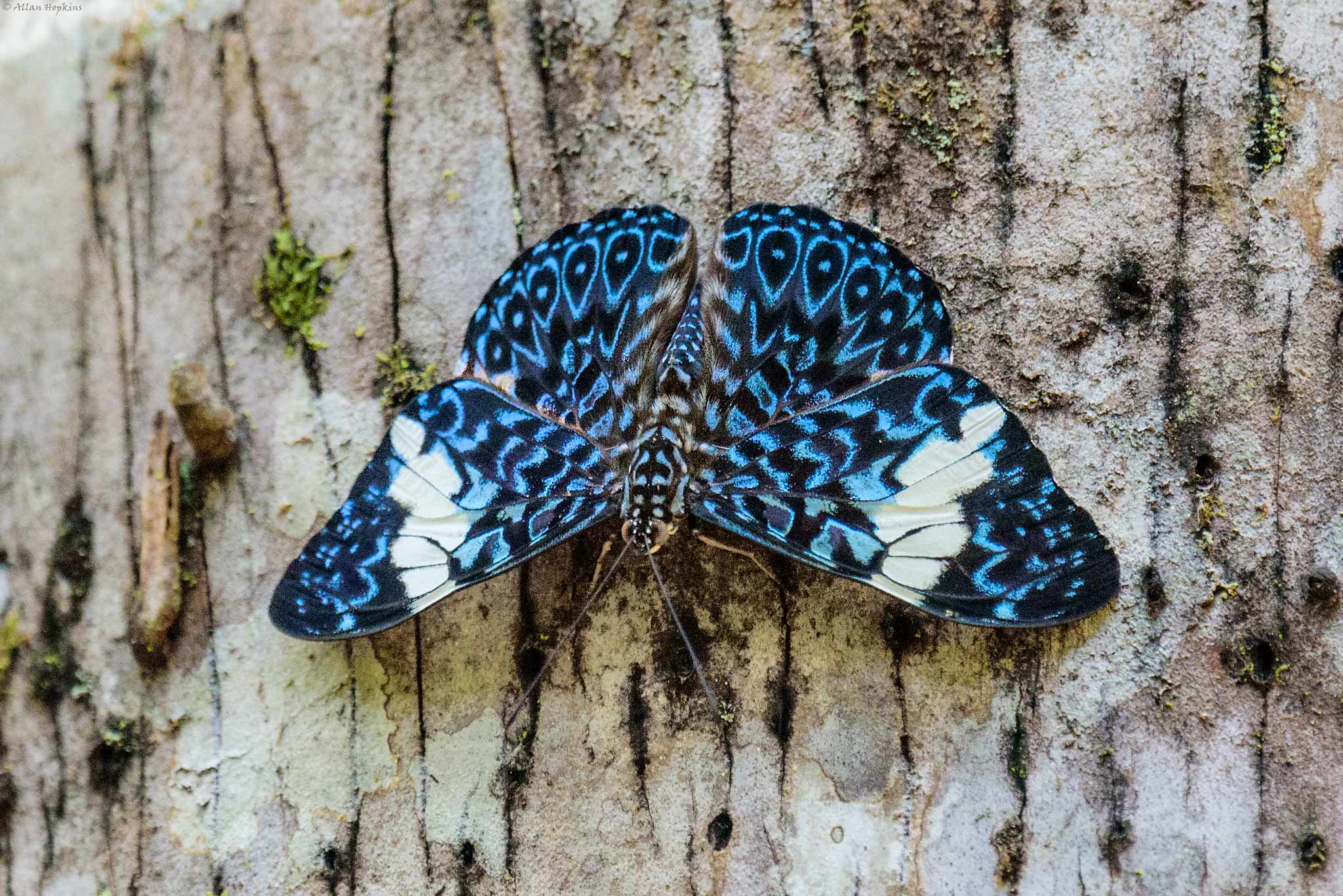 Cracker Butterfly (Hamadryas arinome) - 2019