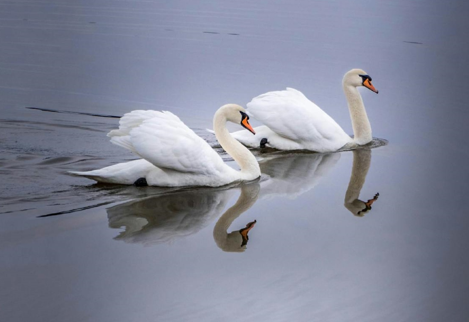 White swans swimming on the lake.