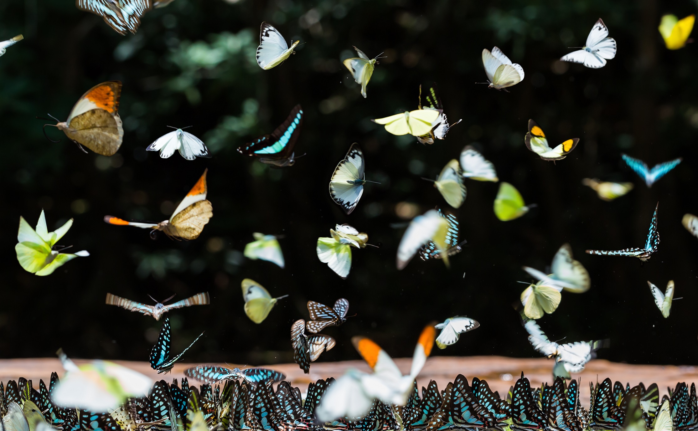 Group of butterflies puddling on the ground.
