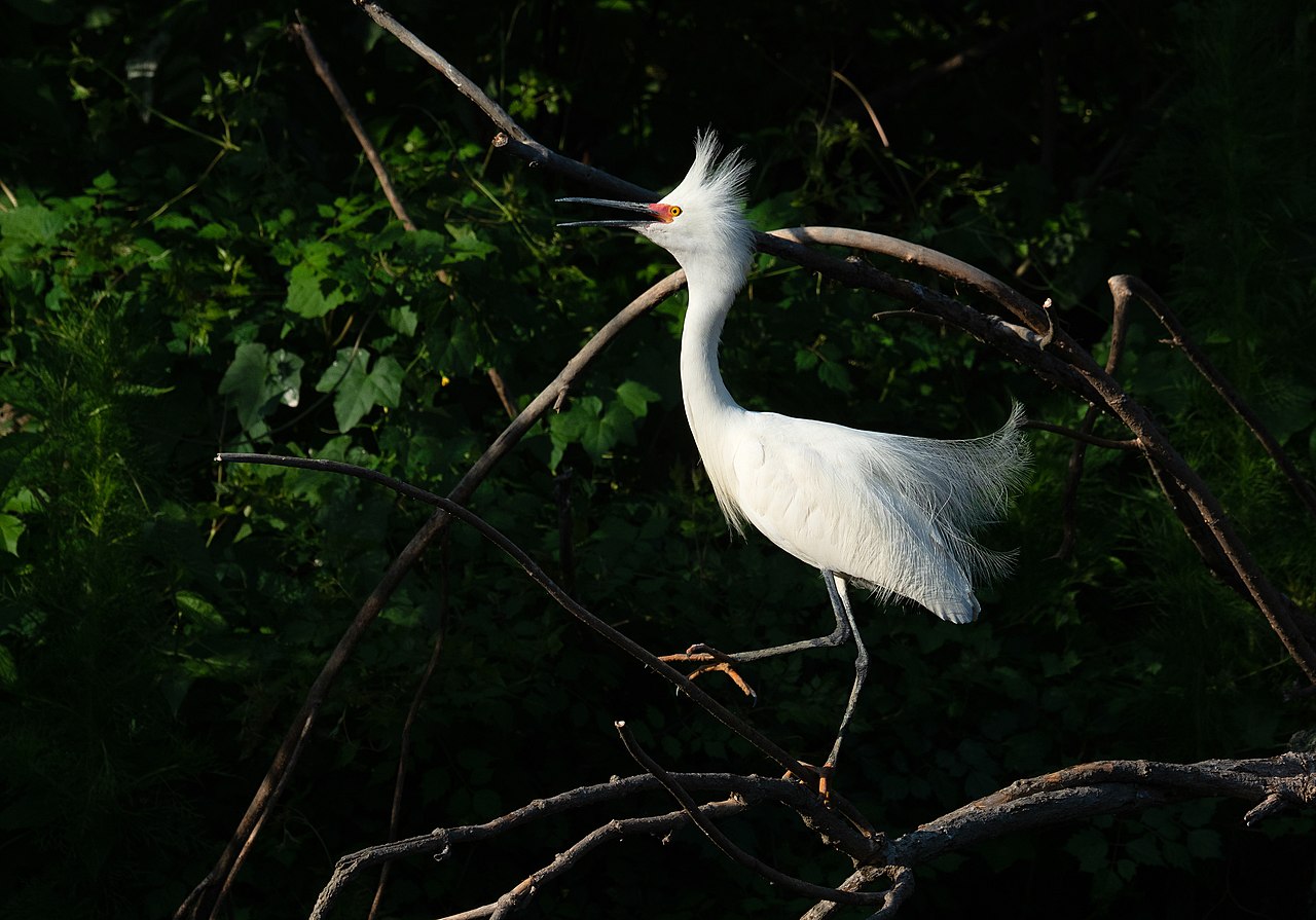 Snowy Egret, Port Royal, South Carolina - 2022