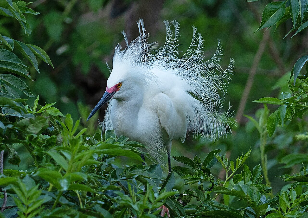 Snowy Egret, Port Royal, South Carolina - 2023