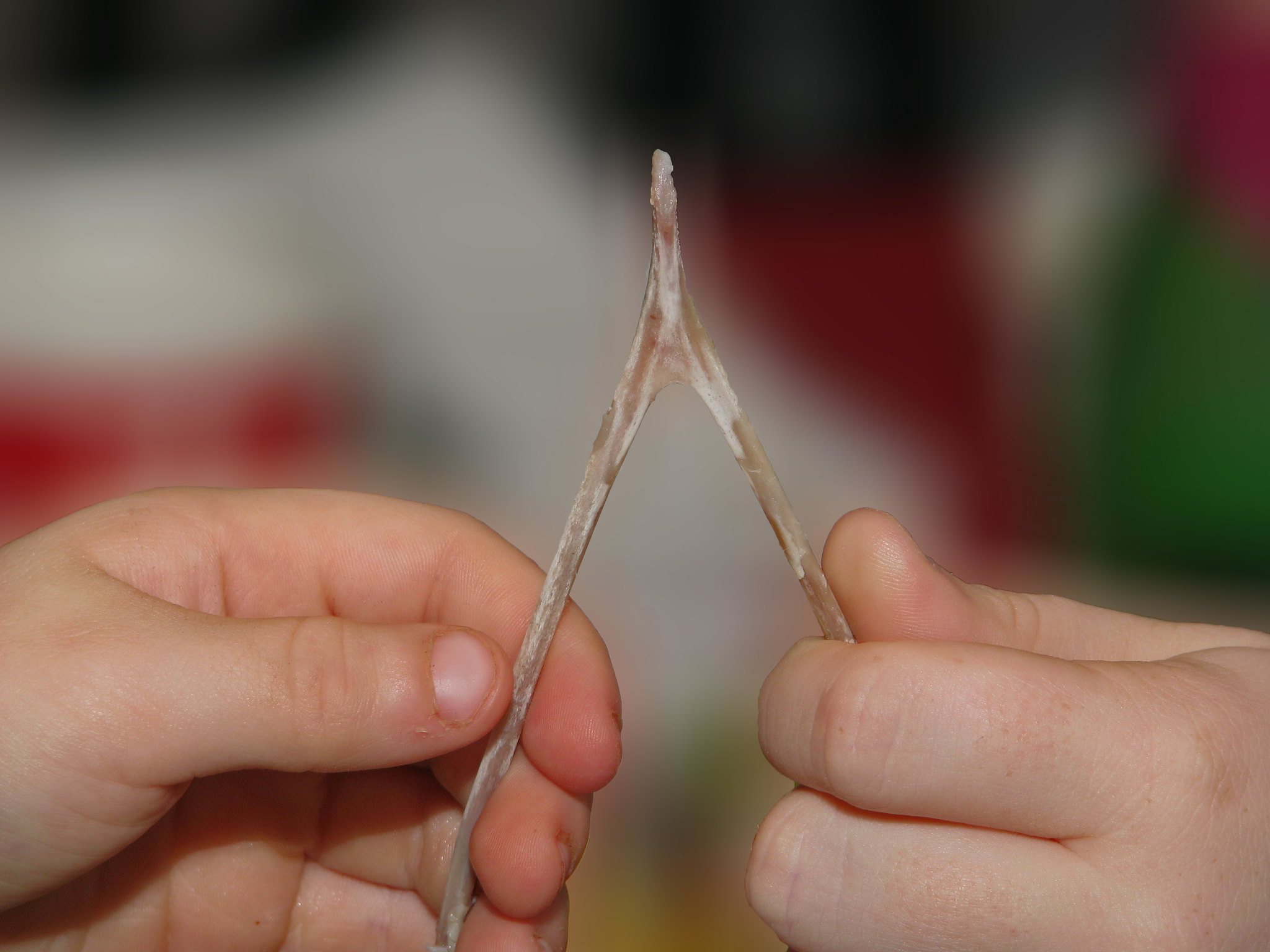 Lucky Break Wishbones