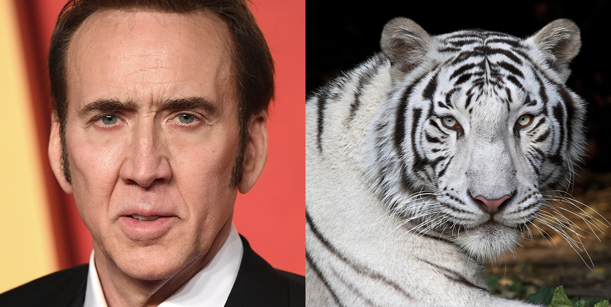 Celebrity-Purchses-Msn