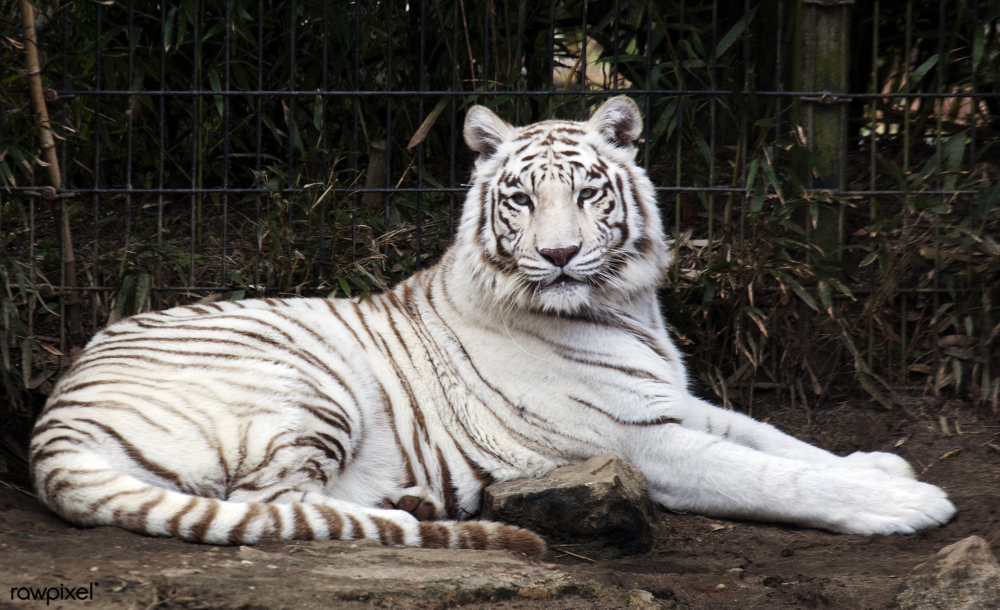 White Bengal tiger at the Montgomery Zoo - 2018