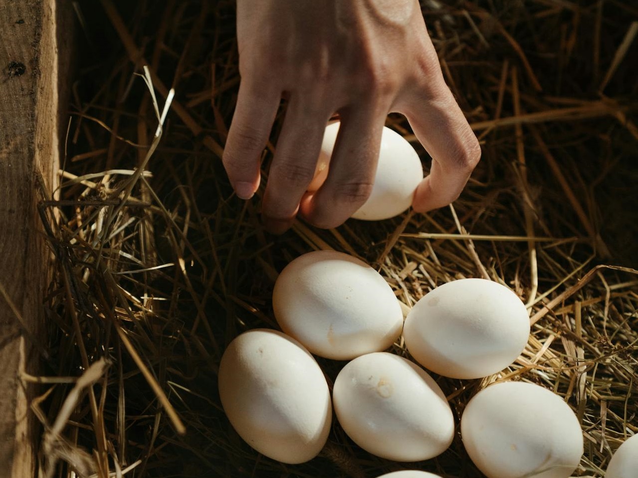 Person Holding White Eggs on Brown Grass