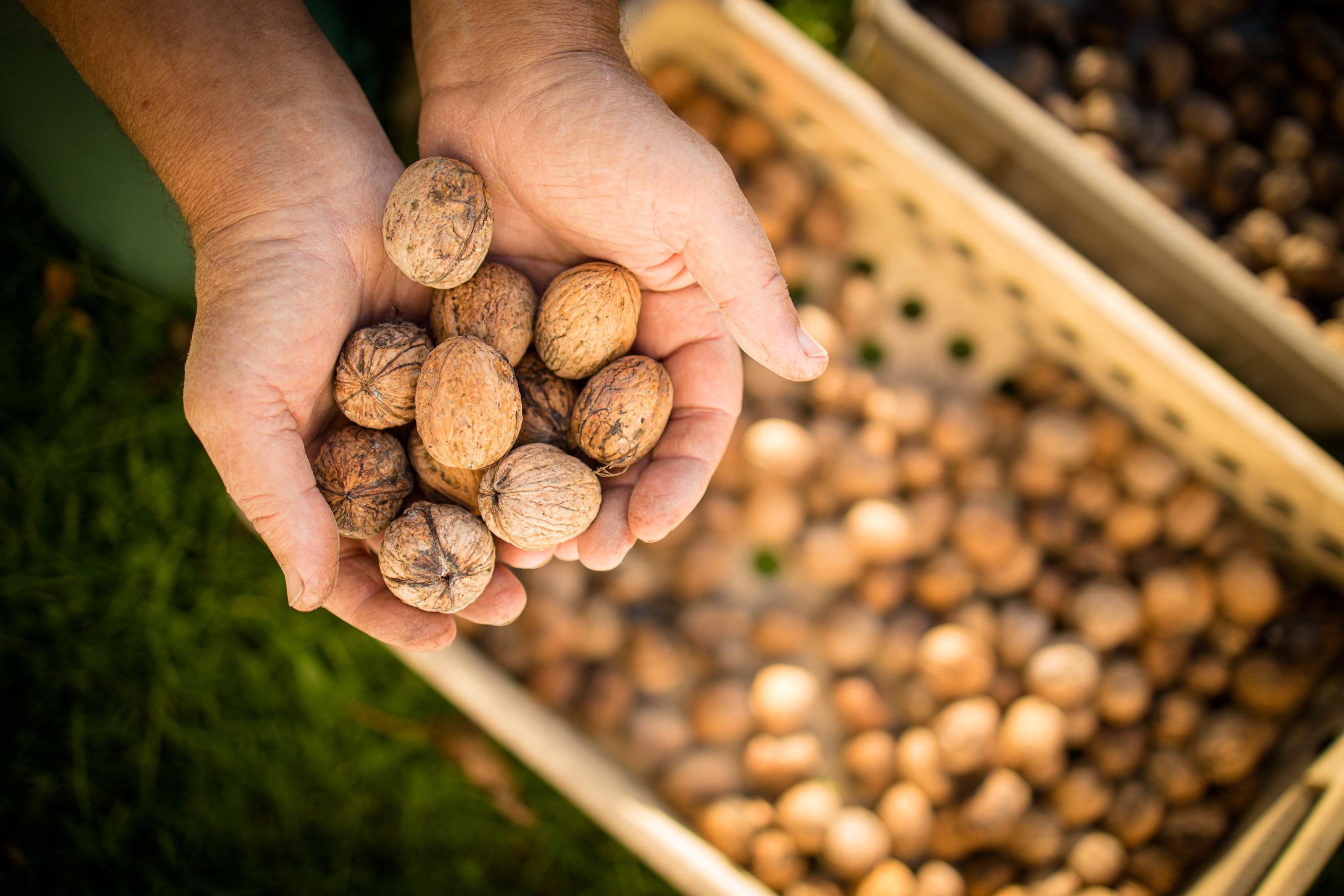 Walnut harvest. Walnuts in the basket on the green grass.