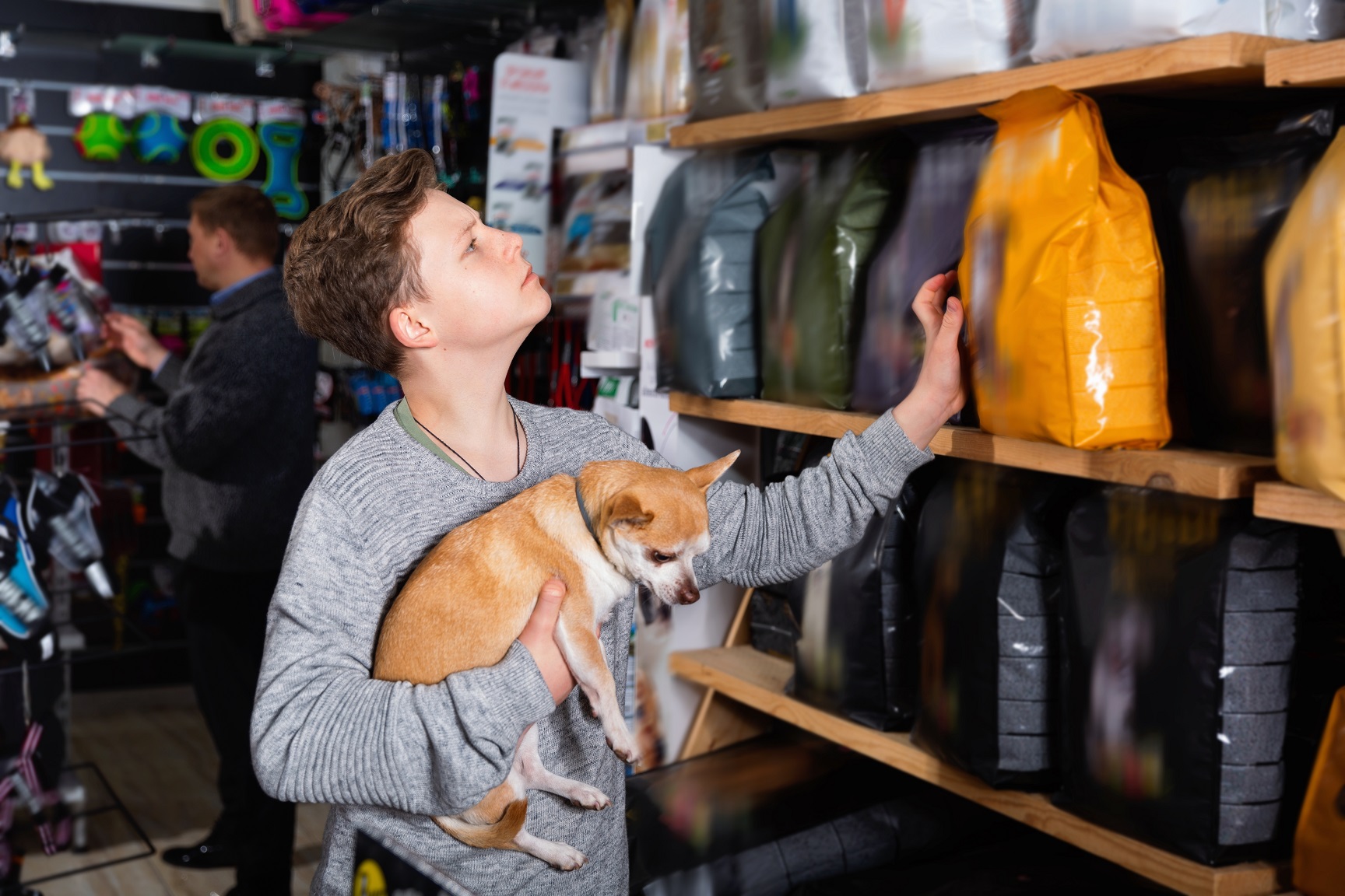 friendly smiling guy chooses dry food for chihuahua dog.