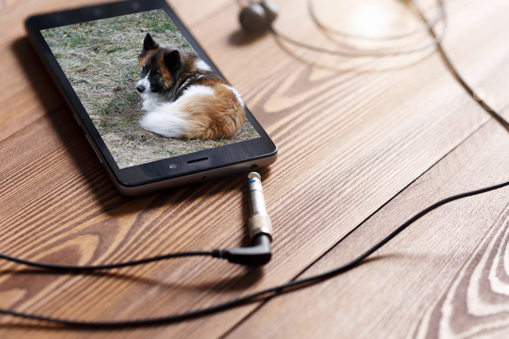 The dog lies on the phone